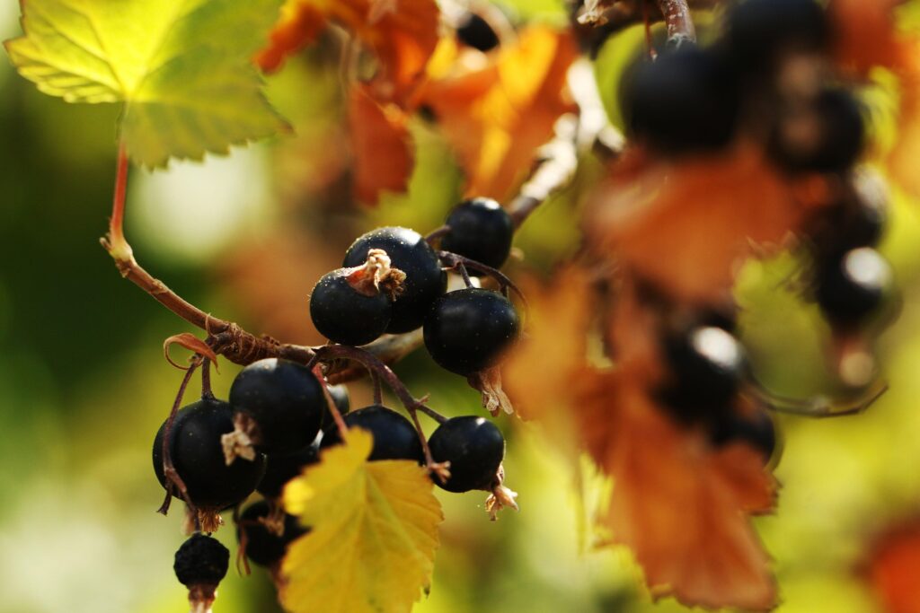 blackcurrant-3566444_1920-Photorama-Pixabay Schwarze Johannisbeere - Stephanie Meurer - Heilpraktikerin